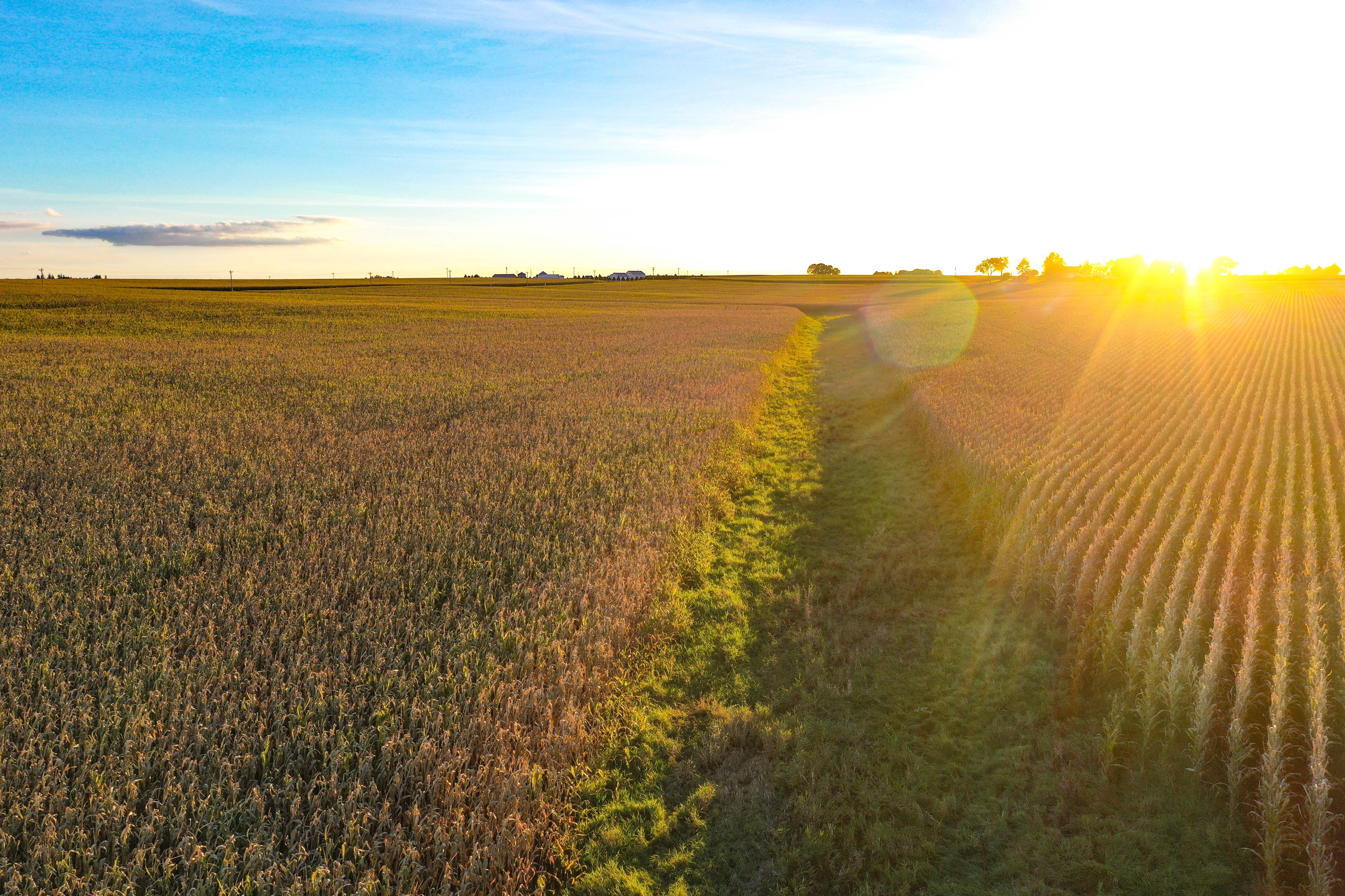 Listing Photo: 11-Butler County IA Land Auction